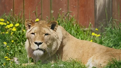 Two lionesses lying under the rays of the bright sultry sun Stock Footage 249394274