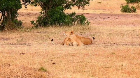 Two lionesses in Masai Mara Stock Footage 54336026
