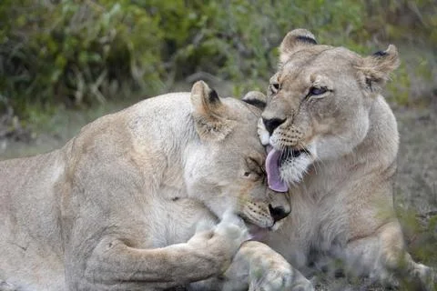 Two lionesses Stock Photos