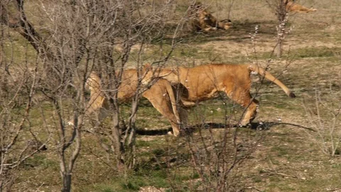Two lionesses play with each other Vídeos de archivo 118972307