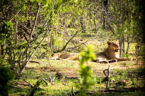 Two lionesses resting in the sun Stock Photos