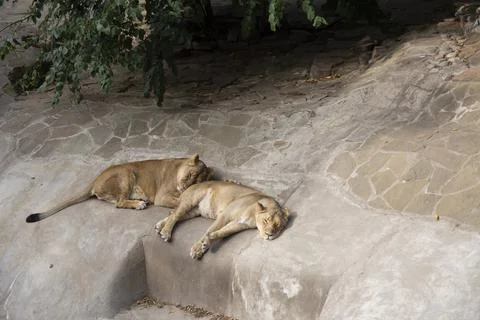 Two lionesses sleep on a rock at the Moscow Zoo Stock Photos