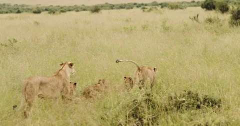 Two lionesses with their cubs Stockbeeldmateriaal 124671068