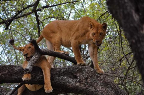 Two lionesses in a tree. Stock Photos