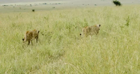 Two lionesses walk away Stockbeeldmateriaal 124671001