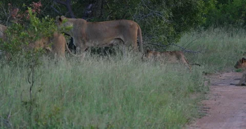 Two lionesses walk into the bush while lion cubs rest Stock Footage 240337234