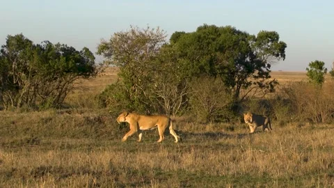 Two lionesses walking through african bushes stalking for prey Stock Footage 208933835