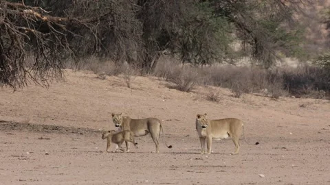 Two lionesses walking while their cubs come running from the back to catch up Stock Footage 322592172