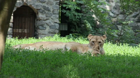 Two lionesses at the zoo. Stock Footage 55714153