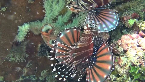 Two lionfish in the lembeh strait Video stock 102906311