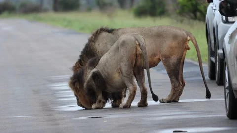 Two lions are drinking water from a puddle on a tarred road.. Stock Footage 229368250