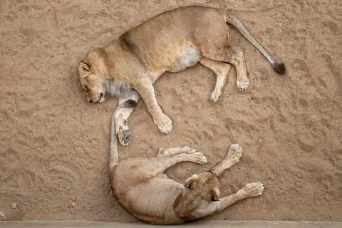 Two lions are lying. Stock Photos