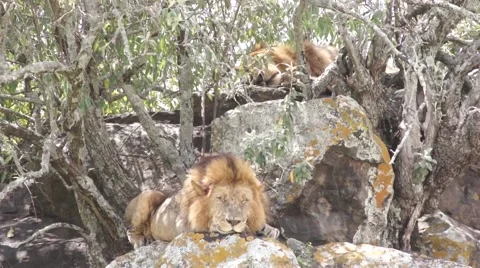 Two lions bask in the sun, Kenya Stock Footage 46961529
