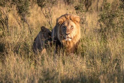 Two Lions bonding in the grass. Stock Photos