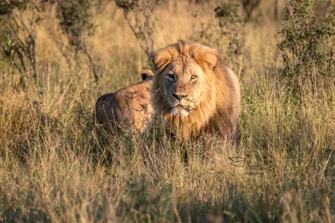 Two Lions bonding in the grass. Stock Photos