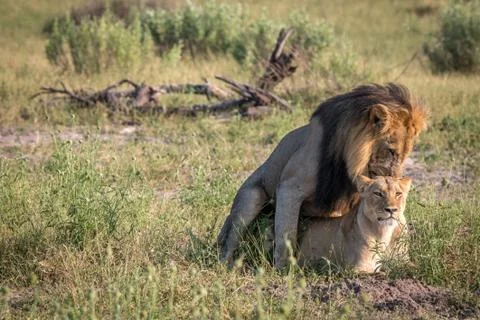 Two Lions busy mating in the grass. Stock Photos