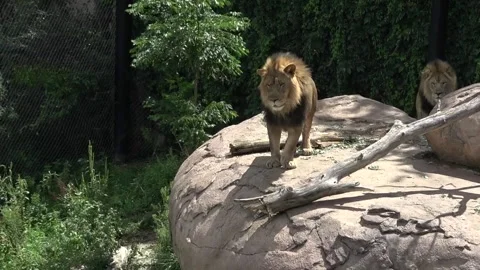 Two Lions On a Cliff 스톡 동영상 138673928