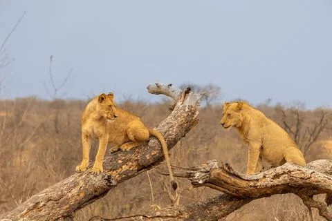 Two Lions Climbing on a Fallen Tree in Kruger National Park, South Africa Stock Photos