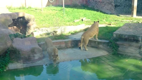 Two lions drink from a pond. Stock Footage 319691331