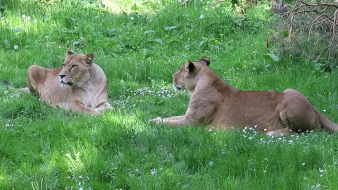 Two lions face each other on a spring meadow Stock Footage 105845108