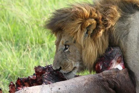 Two lions feeding on a hippo kill Stock Photos