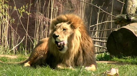 Two lions Stock Footage 4161275