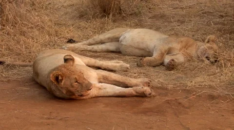 Two Lions Stock Footage 46456011