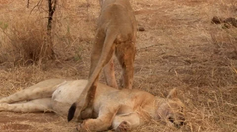 Two Lions Stock Footage 46458246