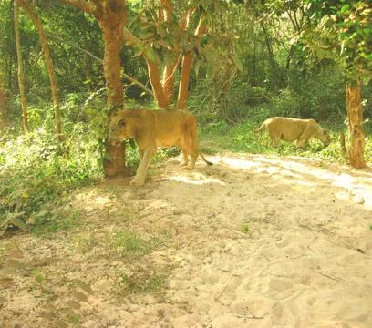 Two lions in the forest Stock Photos
