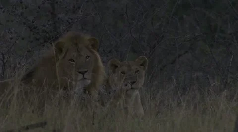 Two lions in grassland Stock Footage 12658307