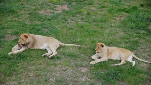 Two lions lie on the grass. Stock Footage 159644302