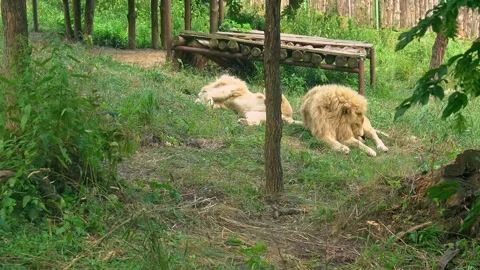 Two lions lie on grass in the zoo enclosure. One lion sleeps on his back, the Stock Footage 251807102