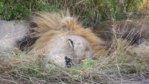 Two lions lying down in grass and resting Stock-Footage 326065363