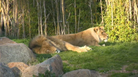 Two lions lying on the grass Video stock 527326