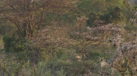 Two lions lying in grass surrounded by trees Stock Footage 12658294