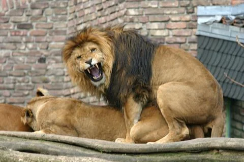 Two lions mating in the wild Foto stock