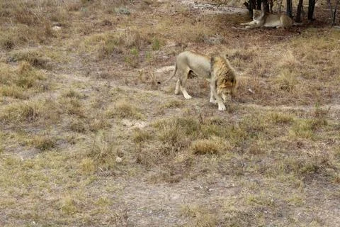 Two lions Stock Photos