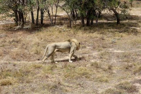 Two lions Foto stock