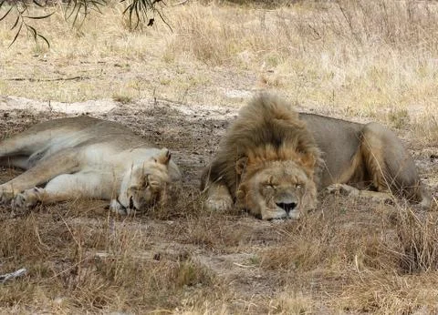 Two lions Stock-Fotos