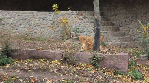 Two Lions Play In Aviary Stock Footage 48706498