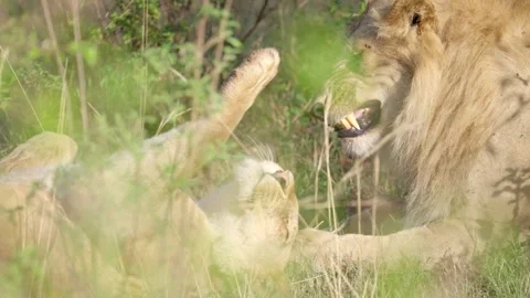 Two lions playfully flirt in the tall grass, exchanging gentle nudges and 스톡 동영상 303415864