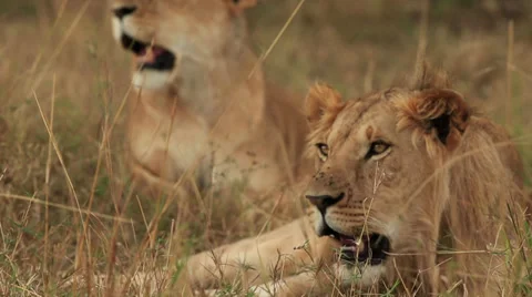 Two Lions Relaxing Stock Footage 31507257