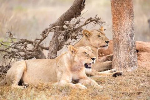 Two lions rest in the shade of a tree Stock Photos