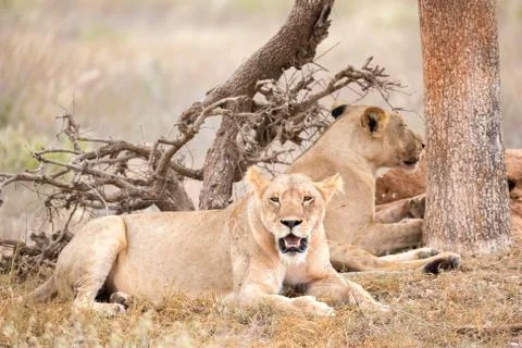 Two lions rest in the shade of a tree Stock Photos