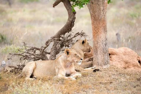 Two lions rest in the shade of a tree Stock Photos