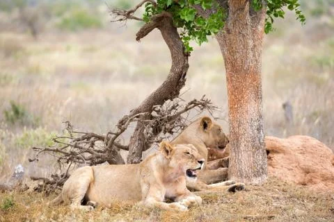 Two lions rest in the shade of a tree Stock Photos