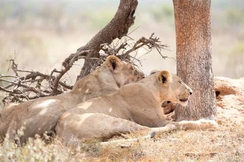 Two lions rest in the shade of a tree Stock Photos