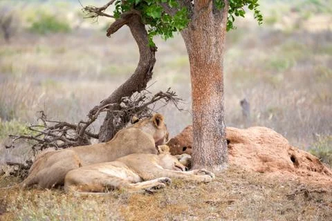 Two lions rest in the shade of a tree Stock Photos