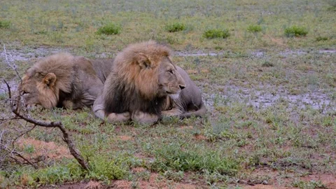 Two lions resting in the rain Stock Footage 135225467