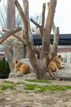 Two lions resting on rocks under a tree in a zoo during a cloudy day Stock-Fotos